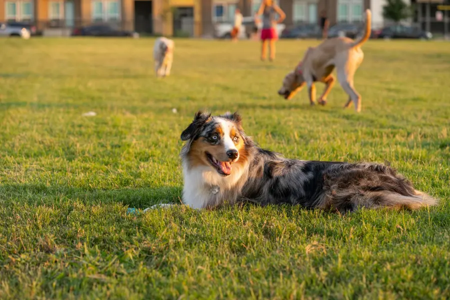 Reggio Emilia, nuova area cani al parco Oliver Tambo