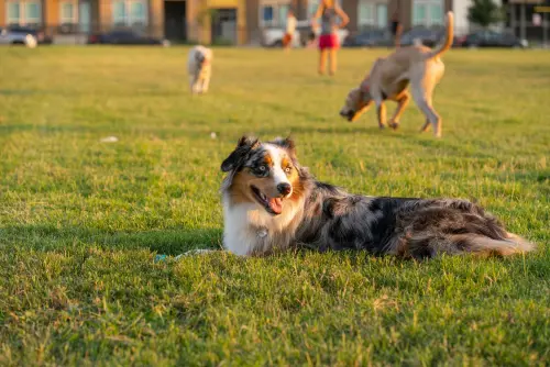 Reggio Emilia, nuova area cani al parco Oliver Tambo