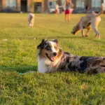 Reggio Emilia, nuova area cani al parco Oliver Tambo