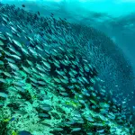 Emilia-Romagna, 2,5 milioni per acque e biodiversità