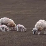 Emilia-Romagna, al via la campagna vaccinale 2026 contro la Blue tongue