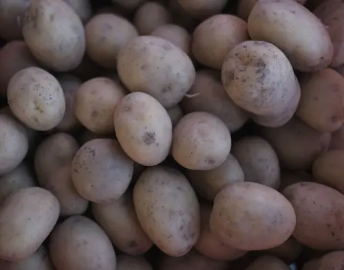 Patate, rese in calo fino al 25% in Emilia-Romagna e Veneto
