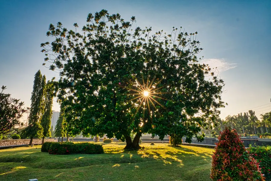 Emilia-Romagna, 590mila euro per 67 interventi sugli alberi