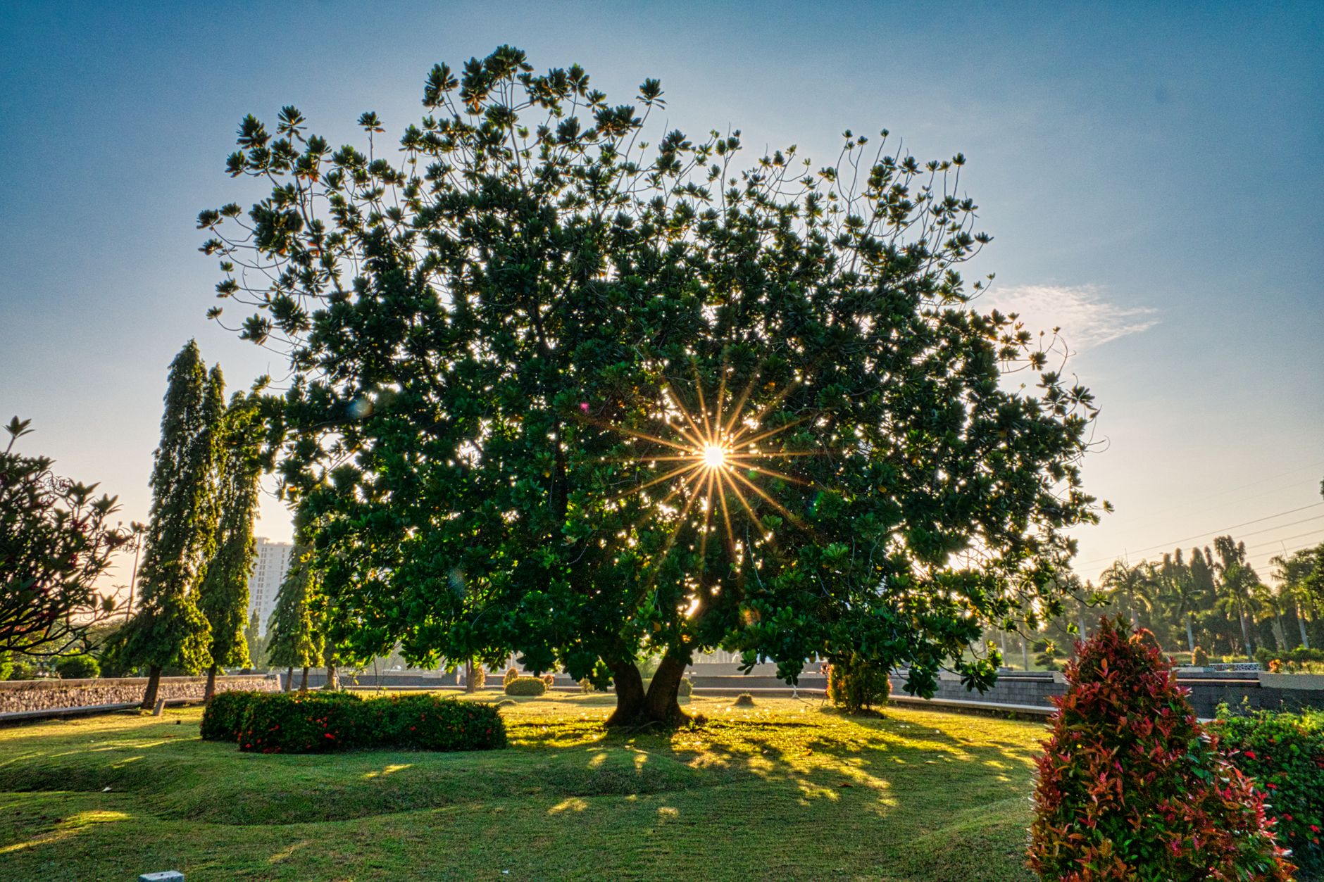 Emilia-Romagna, 590mila euro per 67 interventi sugli alberi