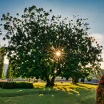 Emilia-Romagna, 590mila euro per 67 interventi sugli alberi