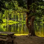 Quali alberi scegliere per ombreggiare il giardino: criteri e specie più adatte