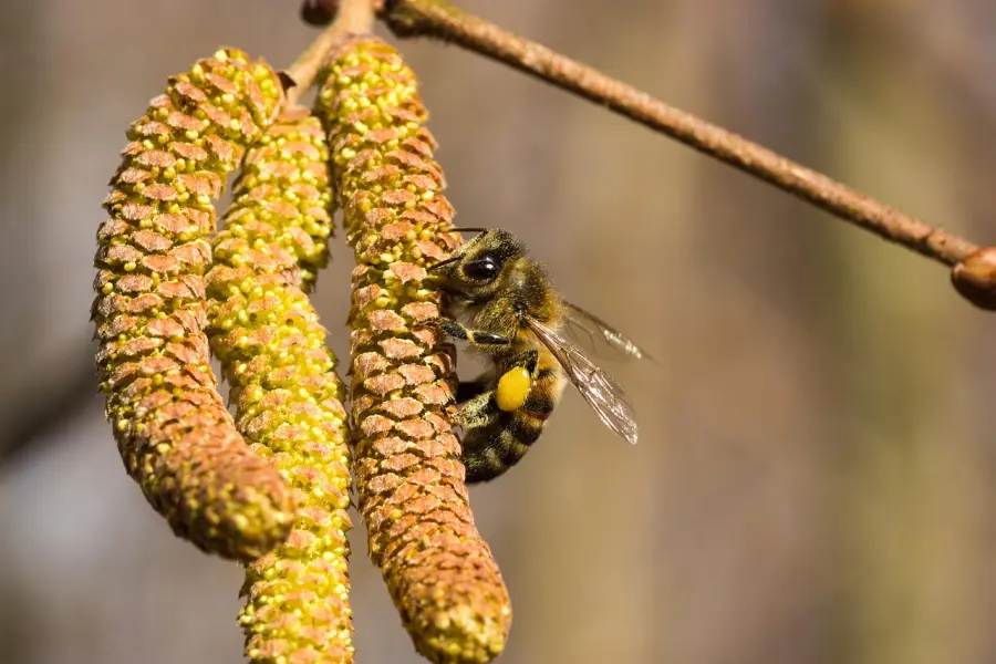 Emilia-Romagna, cresce la carica pollinica: ontano e cipresso osservati speciali