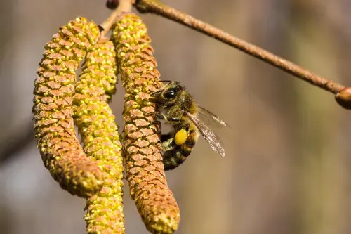 Emilia-Romagna, cresce la carica pollinica: ontano e cipresso osservati speciali