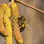 Emilia-Romagna, cresce la carica pollinica: ontano e cipresso osservati speciali